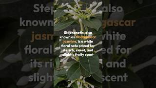 Romantic amp Floral Essence of Stephanotis Fragrance Breakdown StephanotisFragrance WhiteFlorals [upl. by Tanaka333]