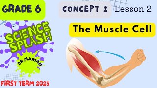 ساينس سادسه ابتدائي The Muscle cellConcept 2 lesson 2 [upl. by Kindig]