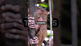 shorts didyouknow tarsiers werent just chilling in Southeast Asia 🌍 [upl. by Chase27]