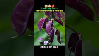 Top 10 mind blowing facts about food🍎🤯  Amazing facts in Hindi  facts trending viral [upl. by Eojyllib]