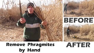 How to Remove Invasive Weeds  Phragmites Water Shoreline [upl. by Estelle]