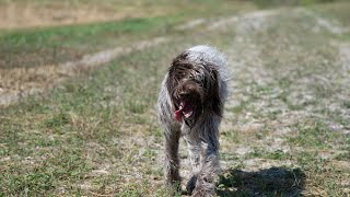 Comparing the Wirehaired Pointing Griffon amp Vizsla Which Hunting Breed is Right for You [upl. by Pepper]