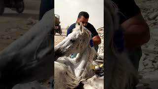 I helped the wild horse that was exhausted from hunger and thirst animalrescuer animalsrescuer [upl. by Nolitta378]