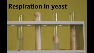 Experiment respiration in yeast [upl. by Etnoved]