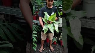 Philodendron Giganteum Blizzard [upl. by Orv]