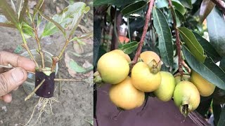 How to grow Rose apple tree cutting with brinjal tips for growing golap jamun tree at home [upl. by Leissam]