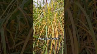 Plant of the week Goliath Grass [upl. by Tsirhc]