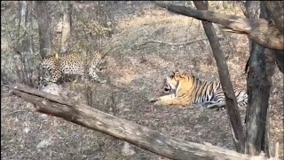 Male Leopard fighting back Tiger [upl. by Yrrab]