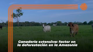 Ganadería extensiva uno de los factores en la deforestación en la Amazonía [upl. by Afinom]