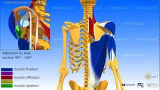 Lépaule la coiffe des rotateurs dans la rétropulsion élévation postérieure [upl. by Enairb876]