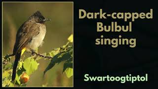 Darkcapped Bulbul singing [upl. by Emmery292]