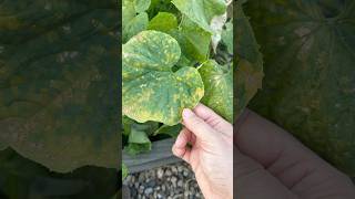 Two Common Garden Issues gardentips plantcare [upl. by Clem]