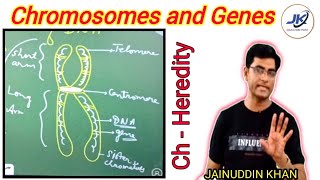 chromosomes and genes  how to draw a chromosome easily  structure of chromosome class 9 and 10 [upl. by Theobald]