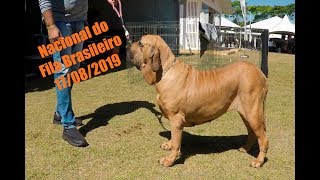 Nacional do Fila Brasileiro 17082019 [upl. by Acimat]