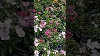 gardenflowerplants mygardenflowers flowers gardening rose blooming [upl. by Idnar]