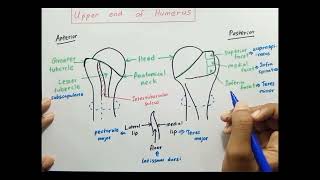 Upper end of Humerus [upl. by Tsyhtema]