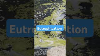 Eutrophication eutrophication algae savewater waterbodies environmentalawareness shorts yt [upl. by Naie637]