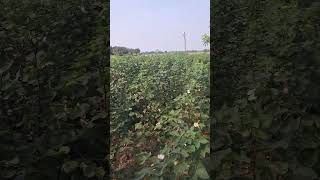 To day Cotton Price cottonindia cotttonprice patti pattidara farmingcotton cottonland shorts [upl. by Imray99]