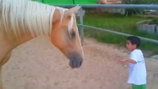 wild horse creates a gentle and soft connection with a 4yearold child with Williams syndrome [upl. by Carolee212]