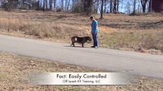 Can You Control A Hound On A Scent Electronic Collar Training [upl. by Eugenides]