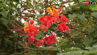 Flamboyant nain Caesalpinia pulcherrima [upl. by Meyer]