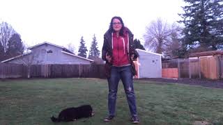 Puppy Potty Training 1 Lets discuss potty training your puppy Ideas to on potty training early [upl. by Kevyn]