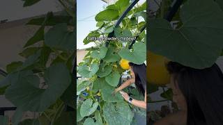 Powdery Mildew Problems Do This [upl. by Canute]