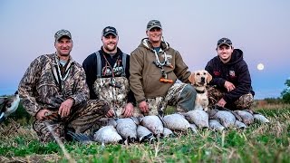 Early Season Canada Geese [upl. by Jansen]