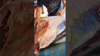 Cleaning really big tuna shorts viral cuttingfishtuna soundtrack music movie trance seafood [upl. by Anderegg]