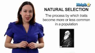 Learn Biology Natural Selection [upl. by Reine]