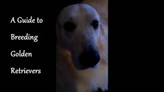 A Guide To Breeding Golden Retrievers  Part 1 We Are Having Puppies [upl. by Irek500]