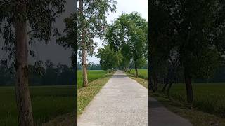 সবুজের পথ ধরে youtubeshorts village [upl. by Diena]