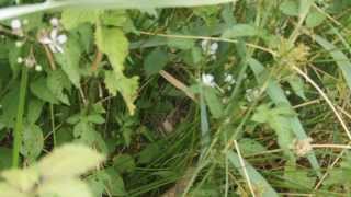 Sedge Warbler nest [upl. by Riamo183]