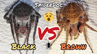 BLACK PANTHER vs BROWN CEBU OverSized Spider Fight Naisahan ka nga naman Unexpected Win [upl. by Snodgrass]