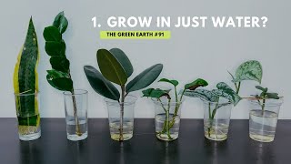 91 Top 6 Common Indoor Plants That Can Grow In Water  Grow Houseplants Without Soil [upl. by Kegan]