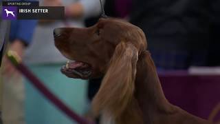 Setters Irish  Breed Judging 2020 [upl. by Ettennej]