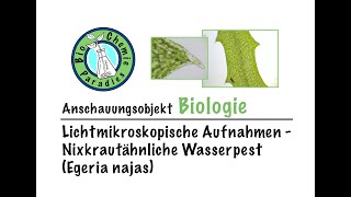 Anschauungsobjekt Biologie – Mikroskopische Aufnahmen – Nixkrautähnliche Wasserpest Egeria najas [upl. by Eirrol766]