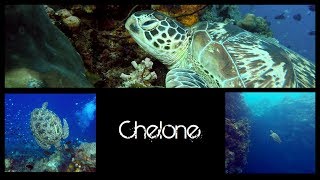 CHELONE the nymph of the dropoff Bunaken  Sulawesi [upl. by Chitkara637]