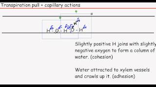 OCR AS Biology Module 2  Movement of water molecules and ions up the xylemavi [upl. by Ashil]