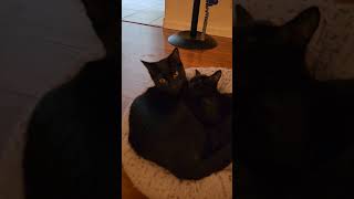 6 Month Old Kittens Sleep Together [upl. by Rubenstein630]