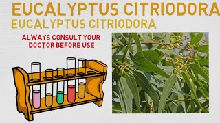 Essential Oil Breakdown Eucalyptus Citriodora Oil Benefits Uses and History Aromatherapy [upl. by Aihsetal]