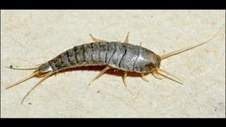 What Does a Silverfish look like Lepisma Saccharina  Fishmoth [upl. by Tihw]