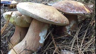 PORCINI MUSHROOMS BOLETUS EDULIS NEW VIDEO 11042024 [upl. by Brett]