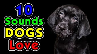 10 Sounds Dogs Love To Hear the Most [upl. by Courcy]