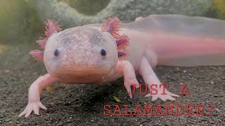 Axolotl The Mexican Salamander [upl. by Llesram]