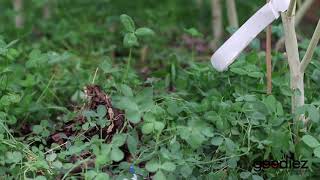 Clover Ground Cover for Cannabis [upl. by Eniamrahs]