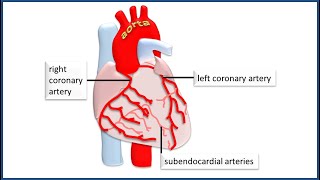 The coronary circulation How blood is supplied to the heart [upl. by Chatav]