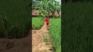 வாழை song tamil beautiful place agriculture farmshortsfeet [upl. by Elleiad]