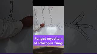 Fungal mycelium of Rhizopus biologydiagram learningvideos [upl. by Olra]