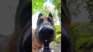 Look A talking nose😻😻funny pets funnyvideo youtubeshorts youtubeshort youtubevideo cute [upl. by Sandry]